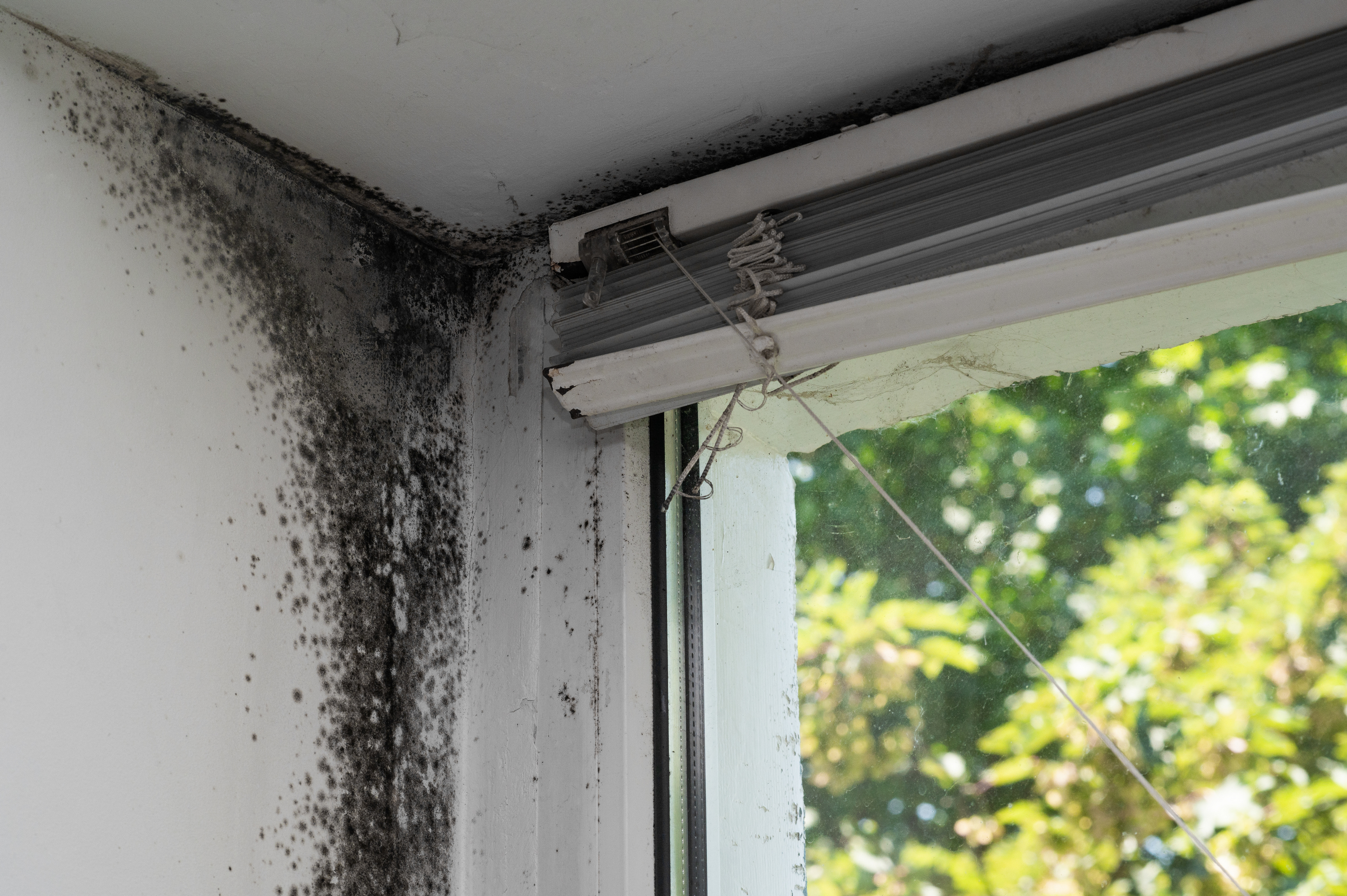 Condensation & Mould – Heat vs Dehumidifiers